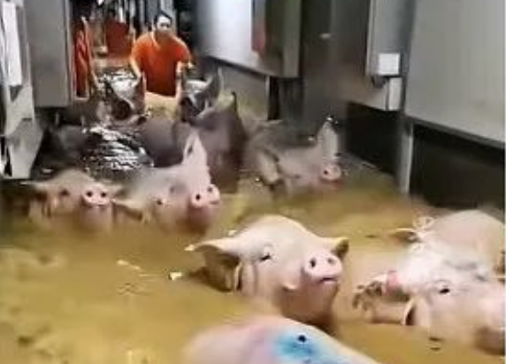 紧急！猪场被淹，上万头猪泡水等待救援