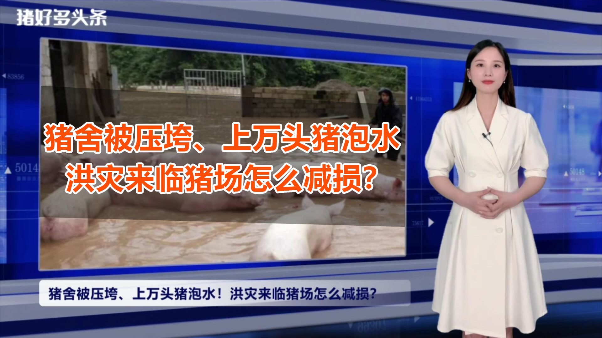 暴雨天历史罕见！多地猪场受灾，猪舍压垮、停水停电，损失惨重！