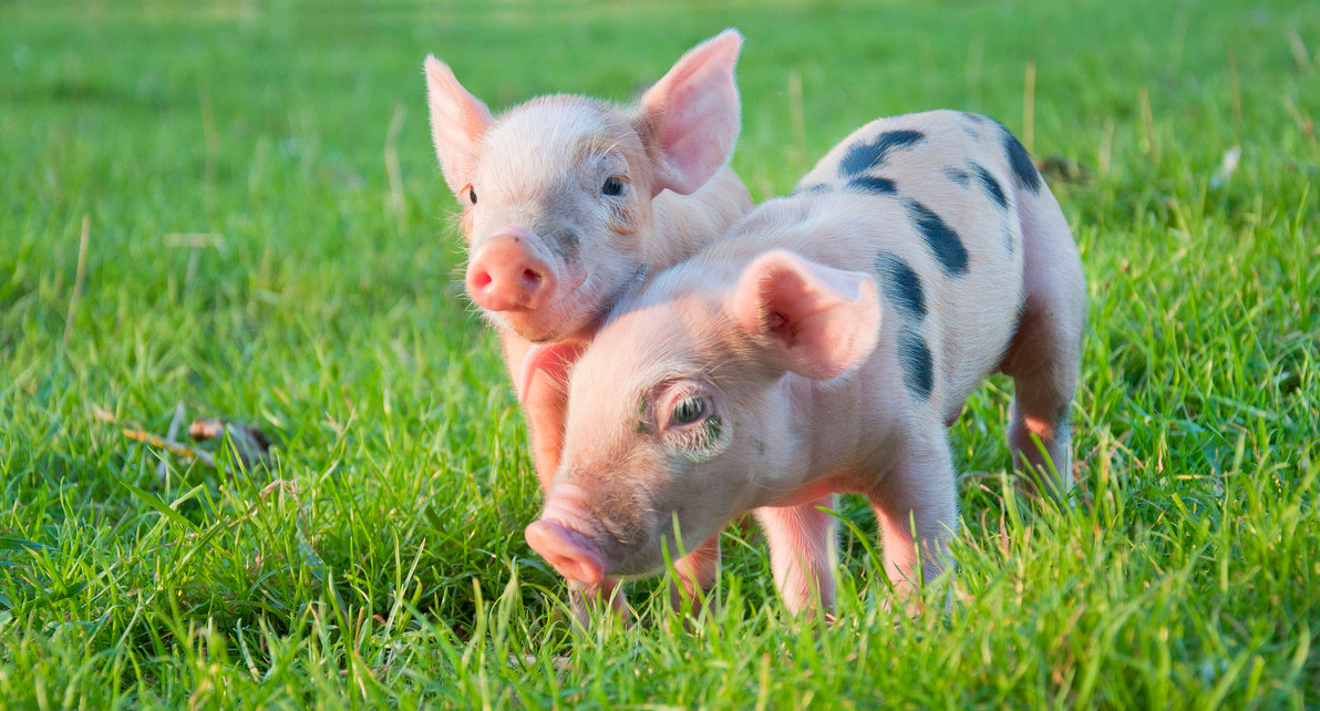 2022年06月25日全国各省市20公斤仔猪价格行情报价，多地猪价破9，现在补栏仔猪能赚钱吗？