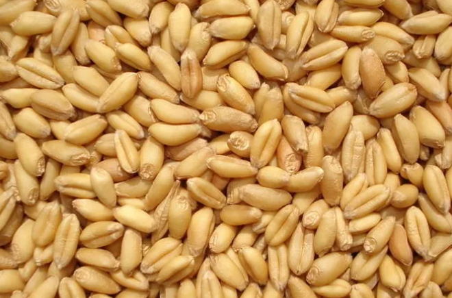 小麦价格下跌，已有企业准备入市收购！国际市场影响下，小麦后续市场如何？