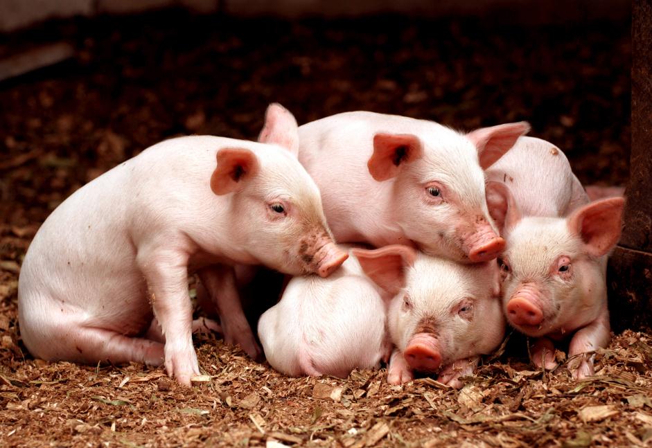 猪价上涨超过20%，生猪养殖扭亏为盈，卖一头生猪平均赚约60元