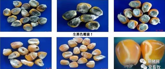 霉变玉米