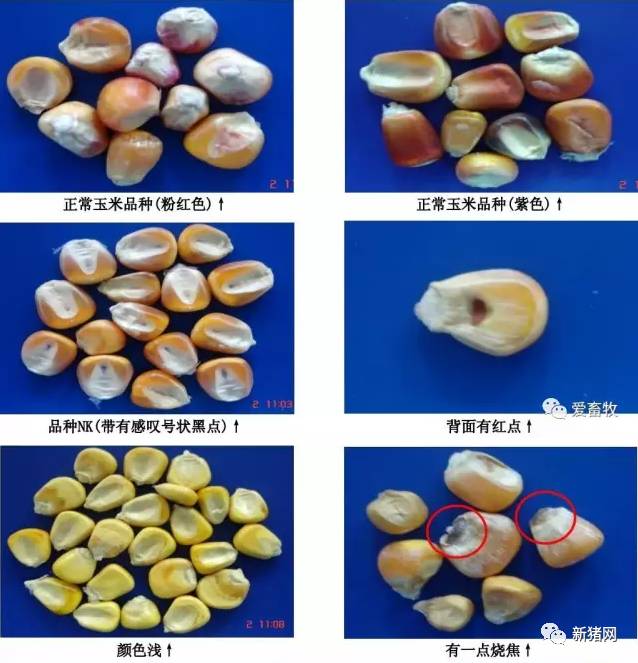 玉米