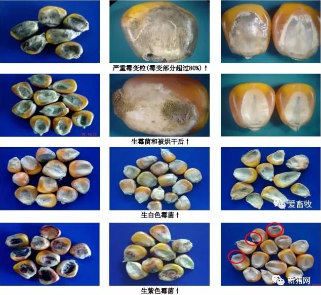 霉变玉米