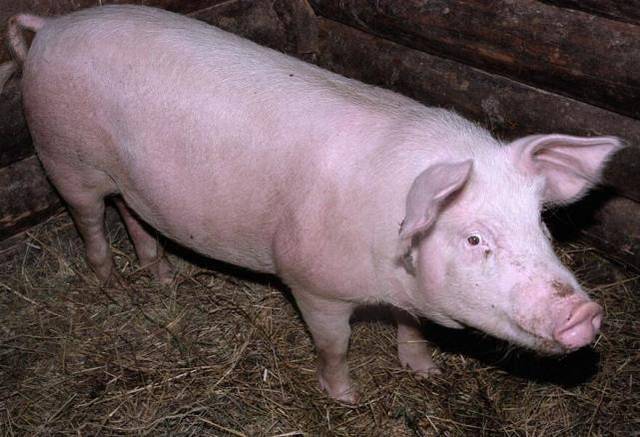 2022年06月27日全国各省市种猪价格报价表，猪价大涨种猪交易活跃，种猪价格水涨船高