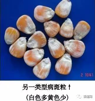 玉米
