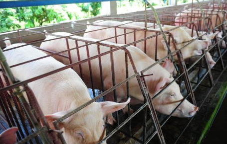 猪场如何应对夏季高温天气，让猪轻松过夏？