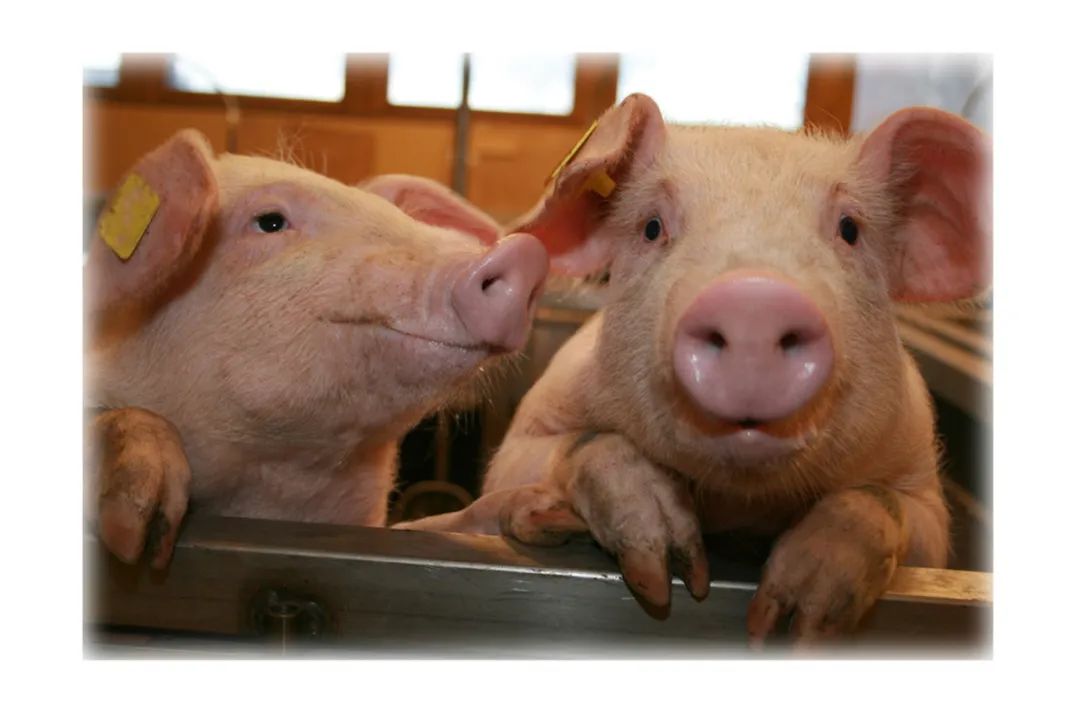 金霉素在养猪生产中如何高效应用？有哪些注意事项？
