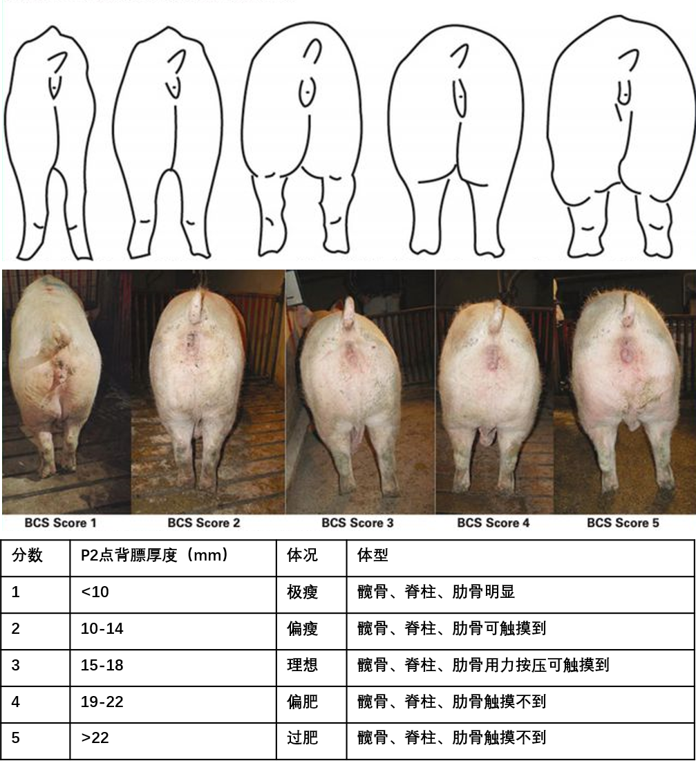 母猪体况评分标准图图片