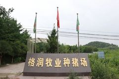 有志者，事竟成！7年前他负债累累，如今他培养的种猪却遍及云贵川渝供不应求
