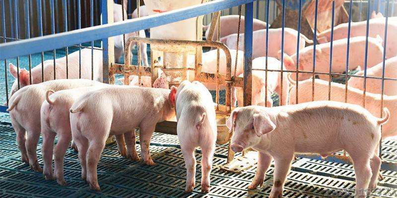 6月底山东猪价大幅走高，什么原因导致？