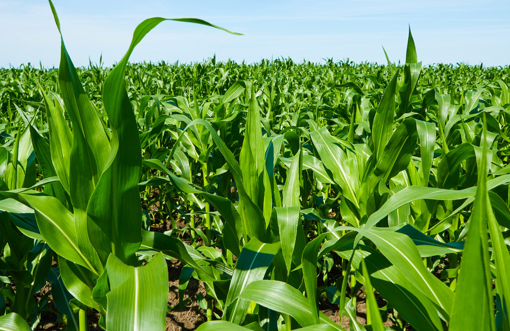 2022年美国玉米播种面积有望提高到9040万英亩