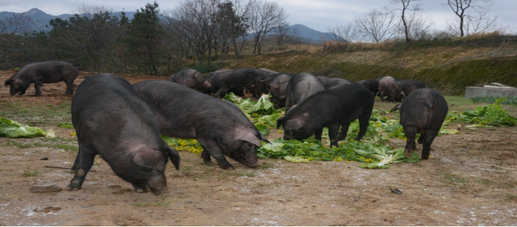 “麻城黑猪”通过全国畜禽遗传资源普查初评，地方猪又添新品种！