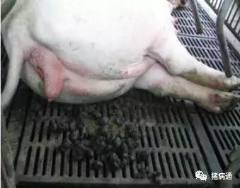 生猪养殖