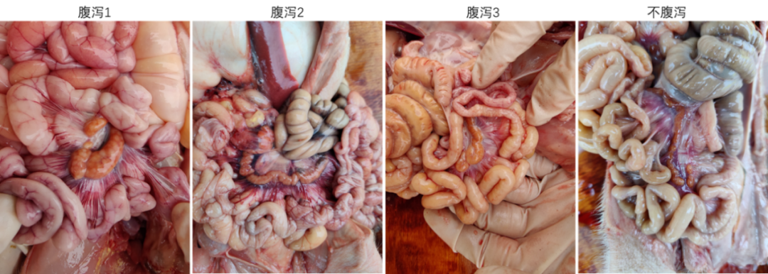 腹泻猪肠系膜淋巴结肿大