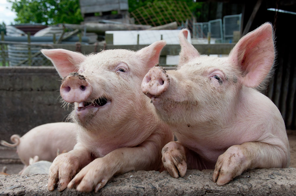 国家发改委下周约谈大型猪企，不得囤积居奇、哄抬价格