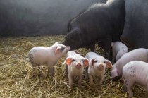 如何提高母猪产仔率？让母猪高产的三个办法