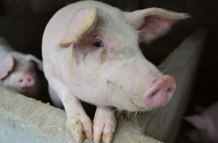 国家统计局：6月下旬生猪（外三元）价格18.3元/公斤，每公斤上涨1.9元