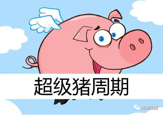 猪周期