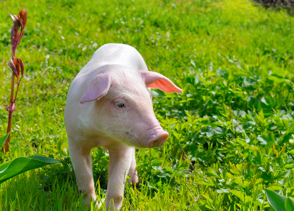 前期超跌，后期超涨！农业农村部专家预测新一轮猪价走势