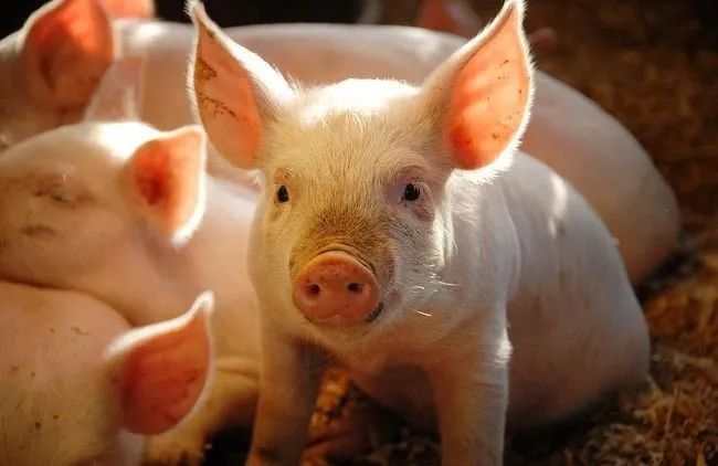 出口100万吨猪肉是谣言？卖一头猪赚600元，压栏、炒作或将超前透支上涨空间......