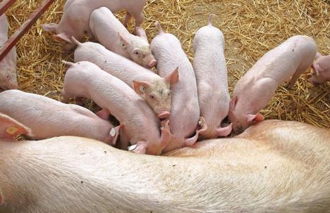 夏季产房母猪应该怎么喂？喂不好容易出现问题，建议收藏