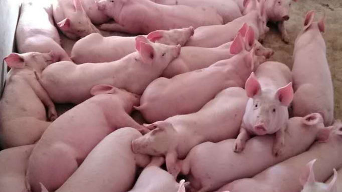 助推养猪全产业联合发展，大北农联合五万农户（家庭农场）共同发展2亿头生猪！