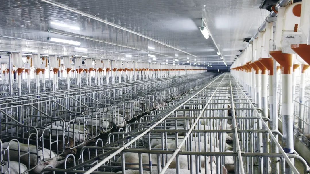 助推养猪全产业联合发展，大北农联合五万农户（家庭农场）共同发展2亿头生猪！
