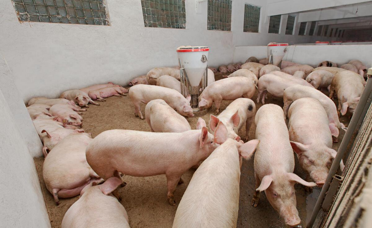 五大上市猪企6月出栏略有下降，但猪价上涨超出预期！