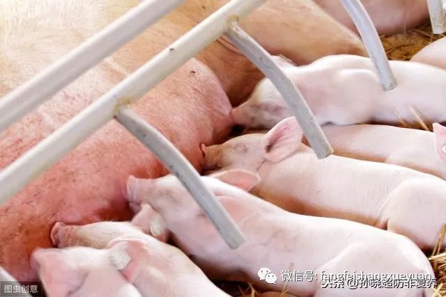 母猪管理，降低非生产天数，别让你的母猪继续混日子！