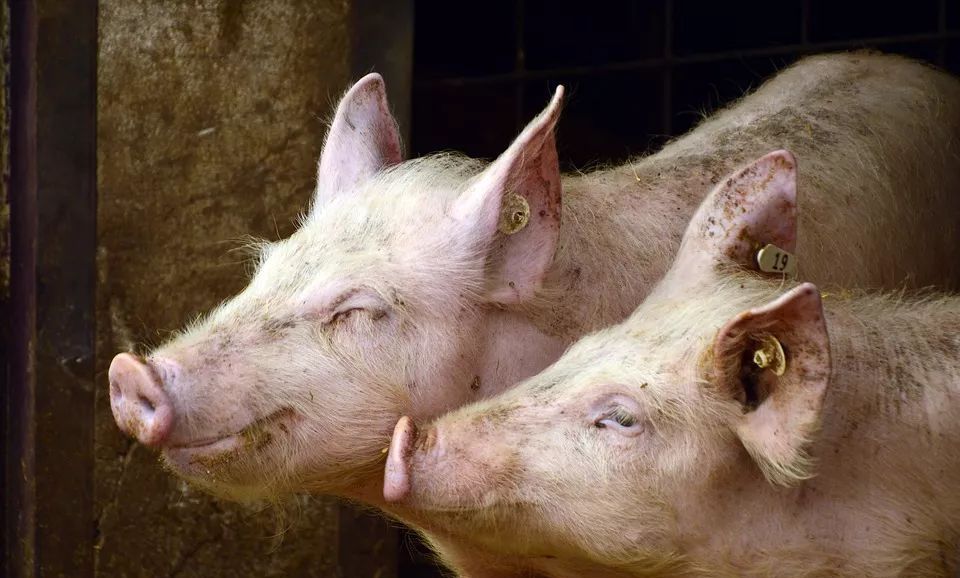 2022年07月11日全国各省市土杂猪生猪价格，猪价开始转阴，又要跌回10元了？