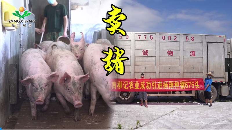 扬翔卖猪记：猪价回升，引种增多！种猪出场都需要经历哪些流程？