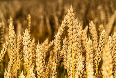 夏粮丰收，小麦价格维持高位运行，后市怎么走？