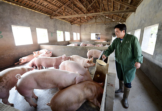 别再被误导！饲料会传染非洲猪瘟，但饲料传播的风险性很低