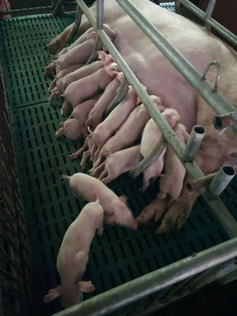 第一窝产15头健康仔猪