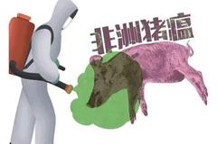 注意！雨季谨防非洲猪瘟疫情反扑！这些关键点要关注！