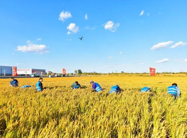 农业农村部：将坚持并完善稻谷、小麦最低收购价政策 稳定农产品市场发展