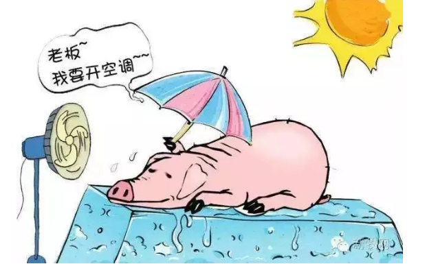 夏季“热应激”来袭，猪场应对办法来了！
