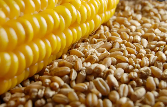小麦跌势将止，玉米上量价格回落，这是为啥？