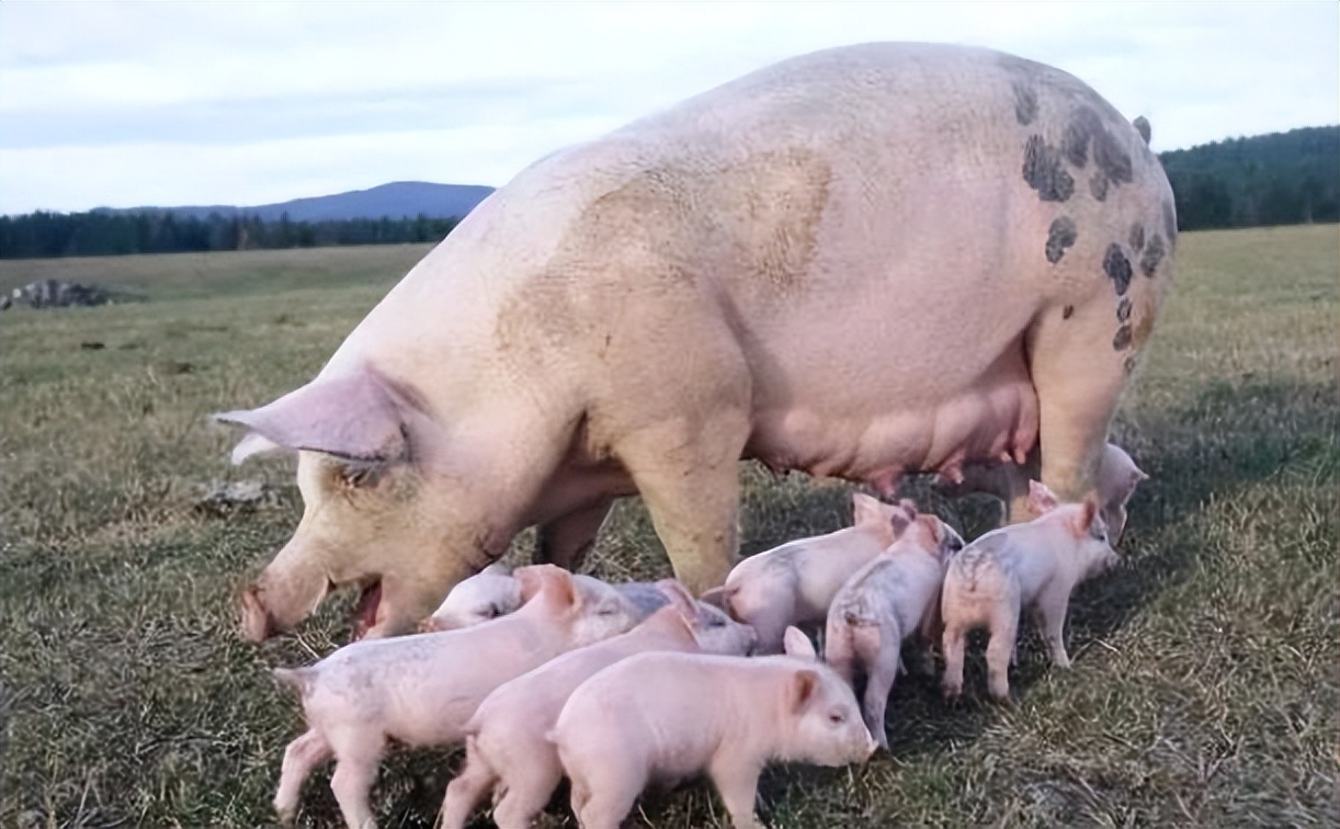 6月生猪、母猪存栏双增！下半年猪价行情如何，养殖户有指望吗？