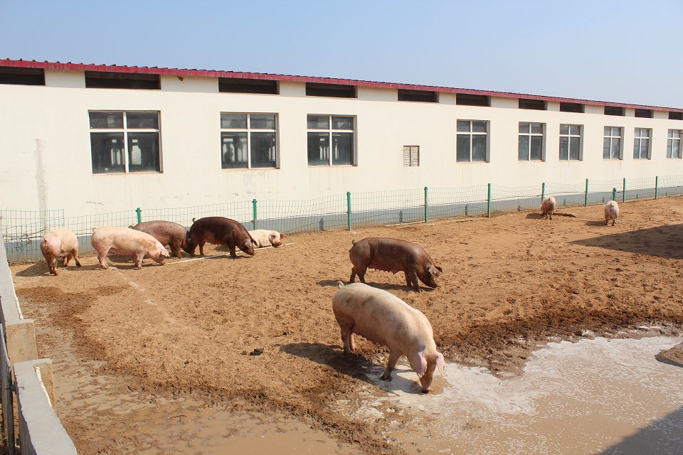 樊福好：有“前科”的种猪不能被任用