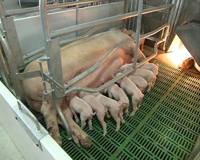 妊娠母猪该定位栏饲喂还是散养饲喂？