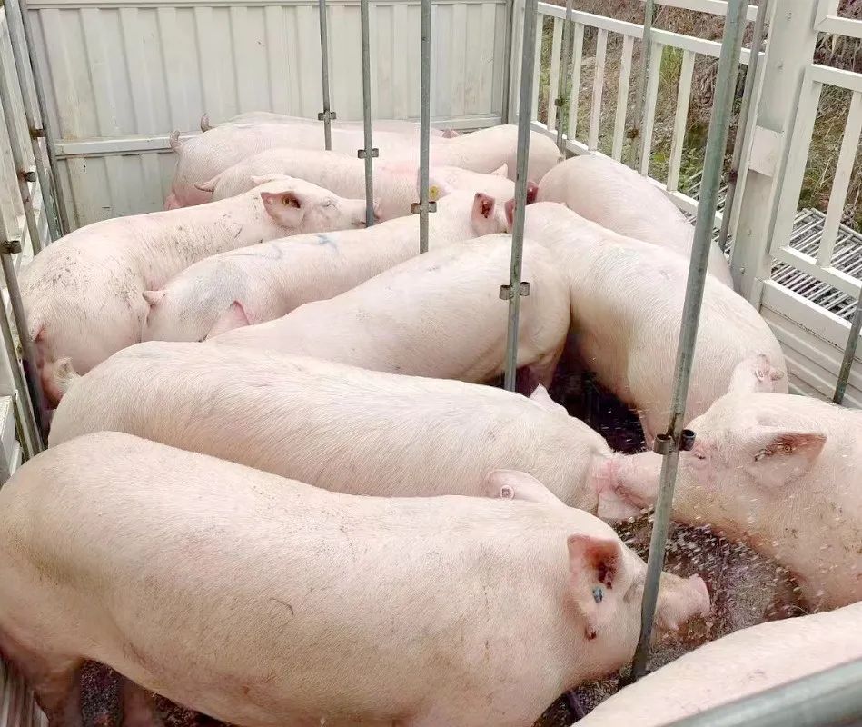 农业农村部：本轮猪价以恢复性、季节性上涨为主，建议养殖户落袋为安！