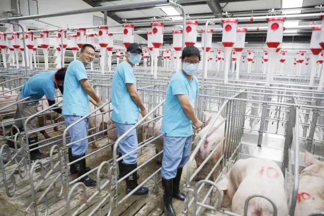 广汇农牧与江西康大战略合作大型养殖基地，年出栏10万头猪！
