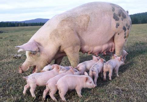 养猪人都知道母猪要保健，那你知道应该如何保健吗？看完有数了