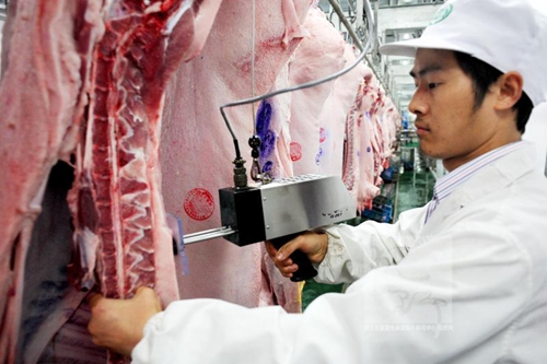 牧原股份生猪屠宰出肉率约为70%-75%，暂未实现盈利