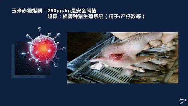 霉菌毒素