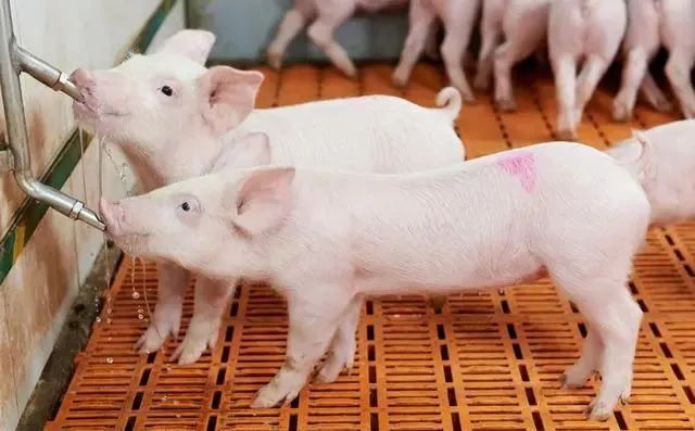 猪场提高仔猪成活率需要考虑的因素有哪些？