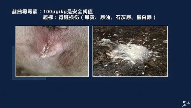 霉菌毒素
