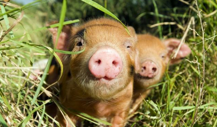 2022年07月24日全国各省市15公斤仔猪价格行情报价，仔猪价格“步步高升” ，现在补栏有风险吗？
